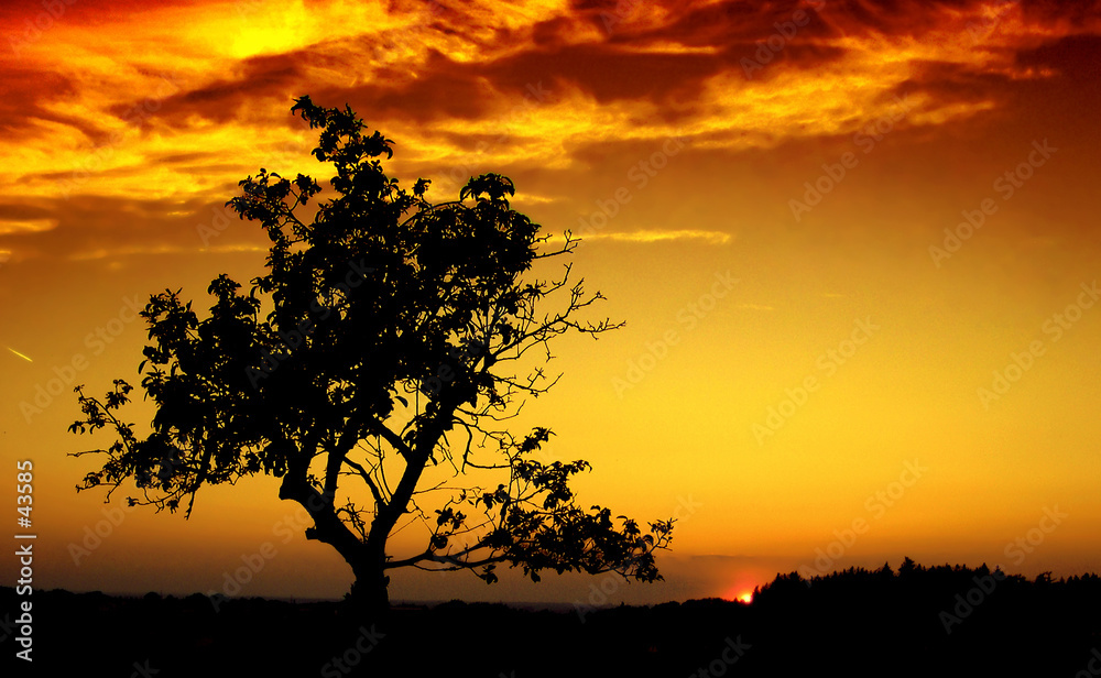 日落中的孤独树
