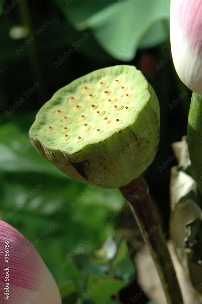 water lily seed pods