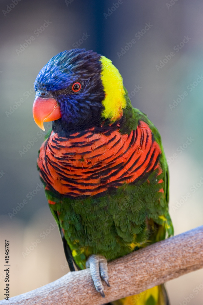 彩色热带鹦鹉画像