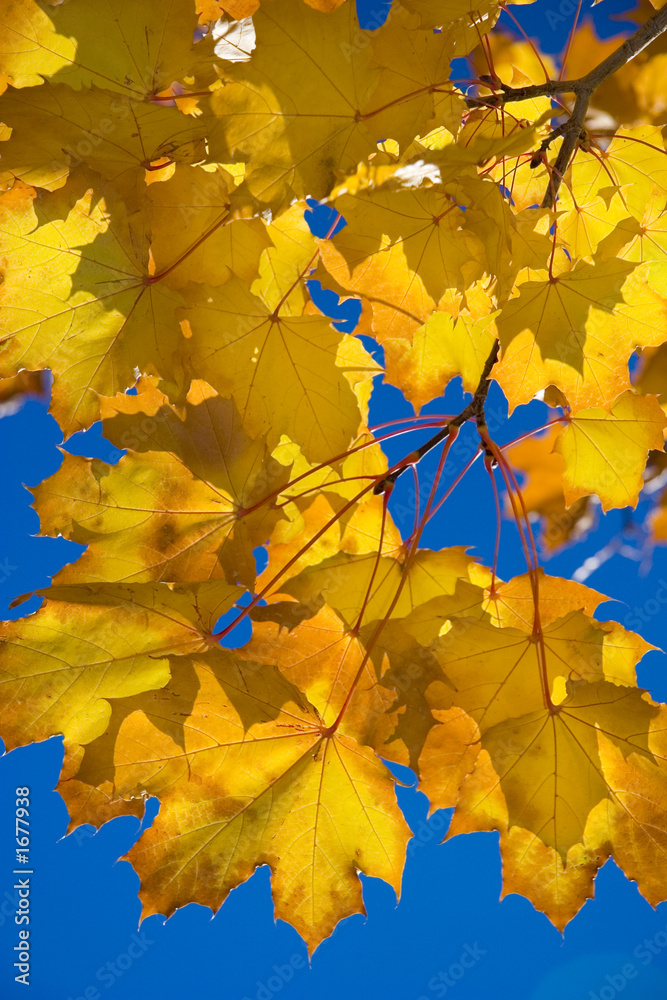 Yellow leaves against blue sky in autumn