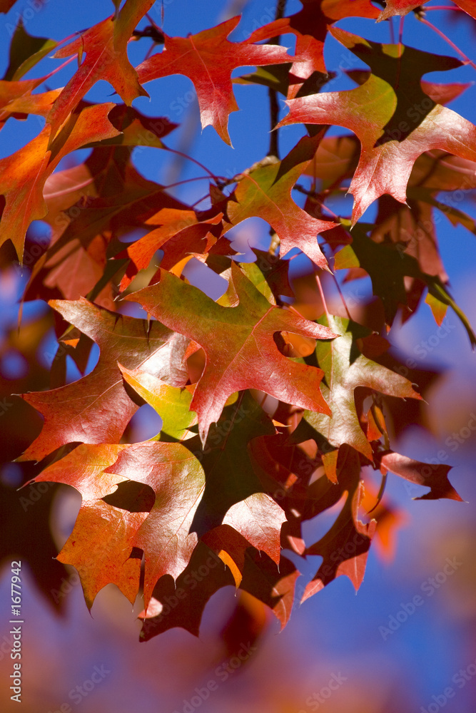 秋天树枝上五颜六色的叶子
