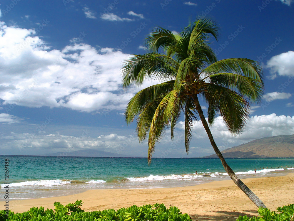 夏威夷梅伊海滩，热带岛屿度假，安静空旷海滩上的一棵棕榈树