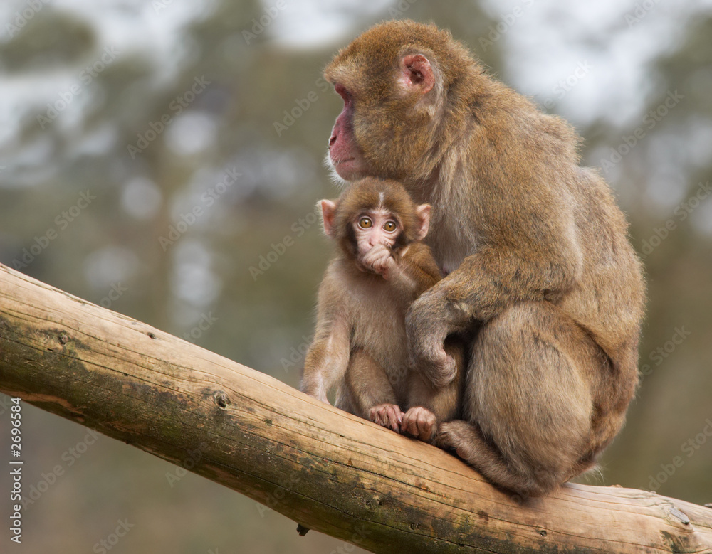 猴子带着可爱的宝宝