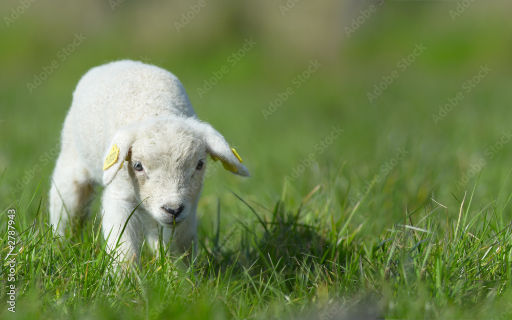 春天的可爱羔羊