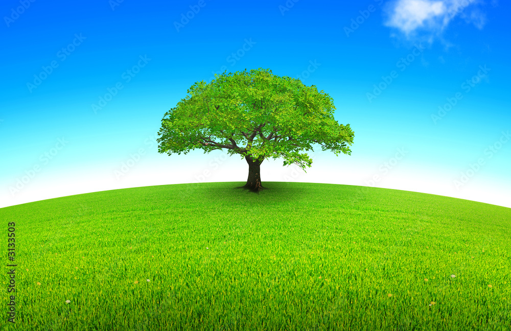 Arundie et ciel bleu草原上的arbre