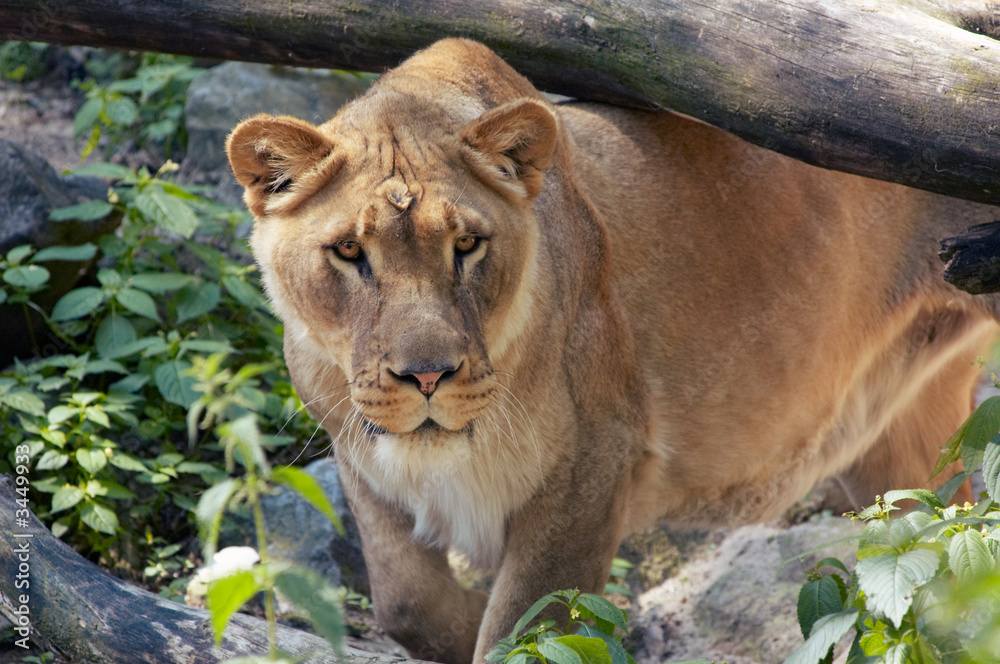 female lion