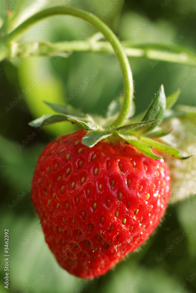 草莓细节