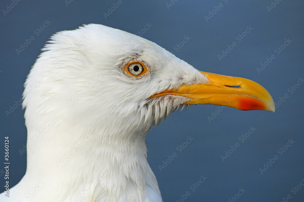 Macro of a seagull head
