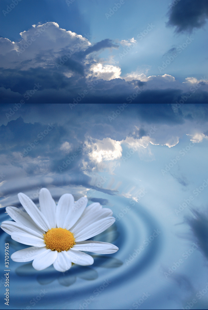 一朵漂浮的白色花朵，泛起阵阵涟漪。