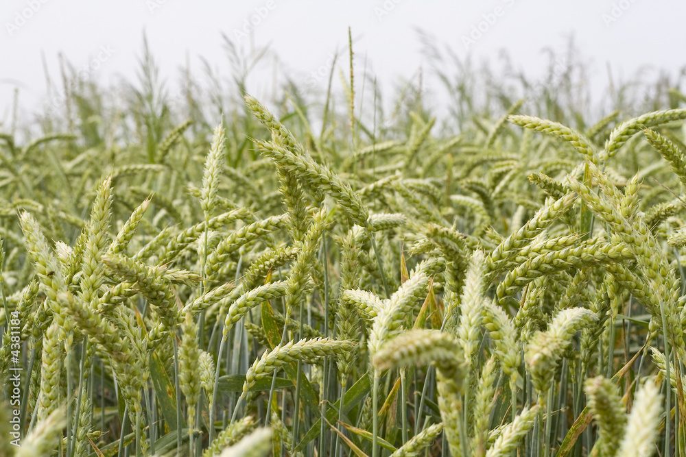 田野上的新鲜绿色小麦