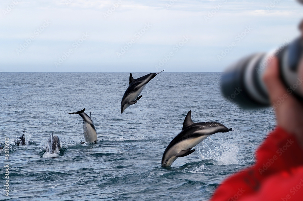 Dusky Dolphins New Zealand