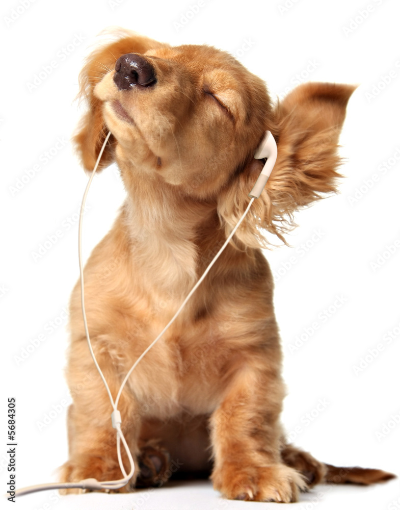 小狗戴着耳机听音乐。
