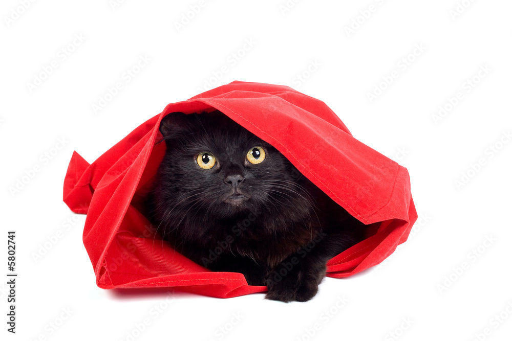 可爱的黑猫躲在白色隔离的红色袋子里