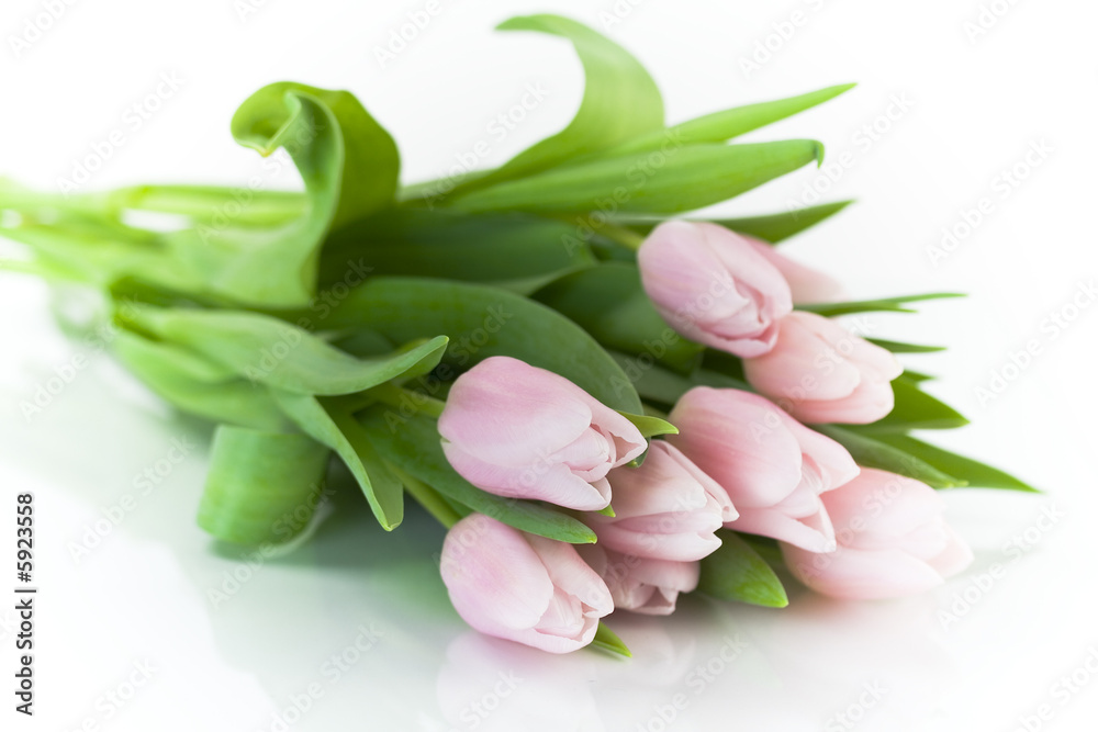 Pink tulips on white background. Selective focus...
