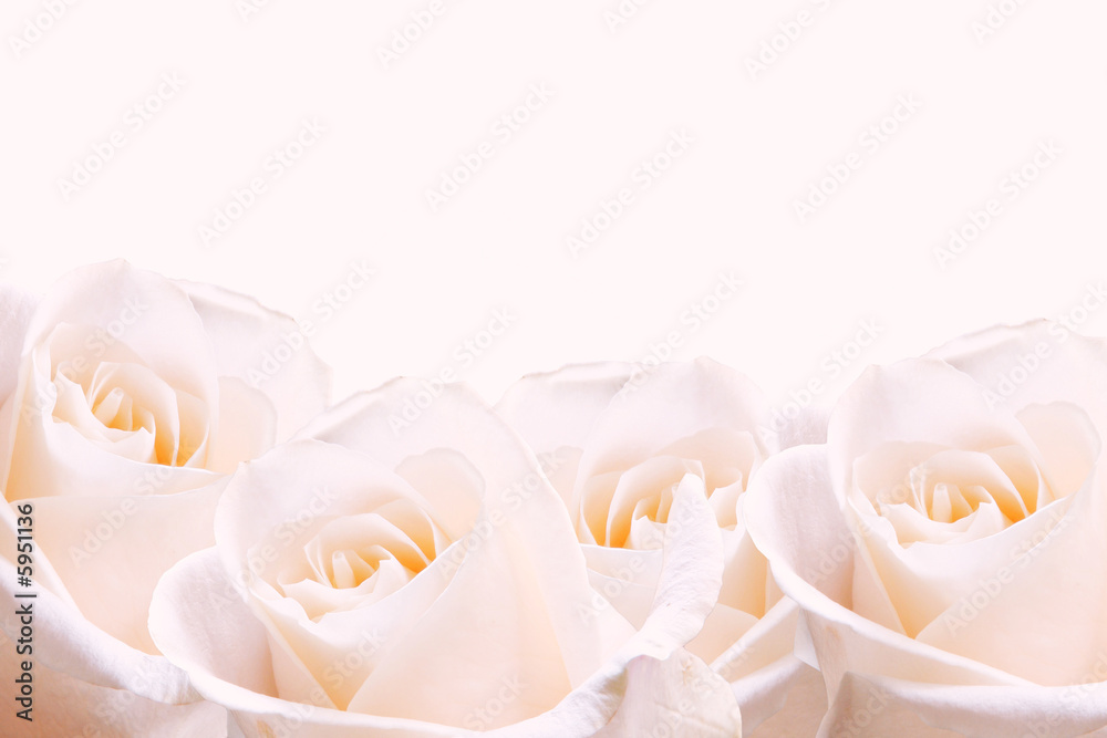 淡粉色玫瑰的新娘花束。