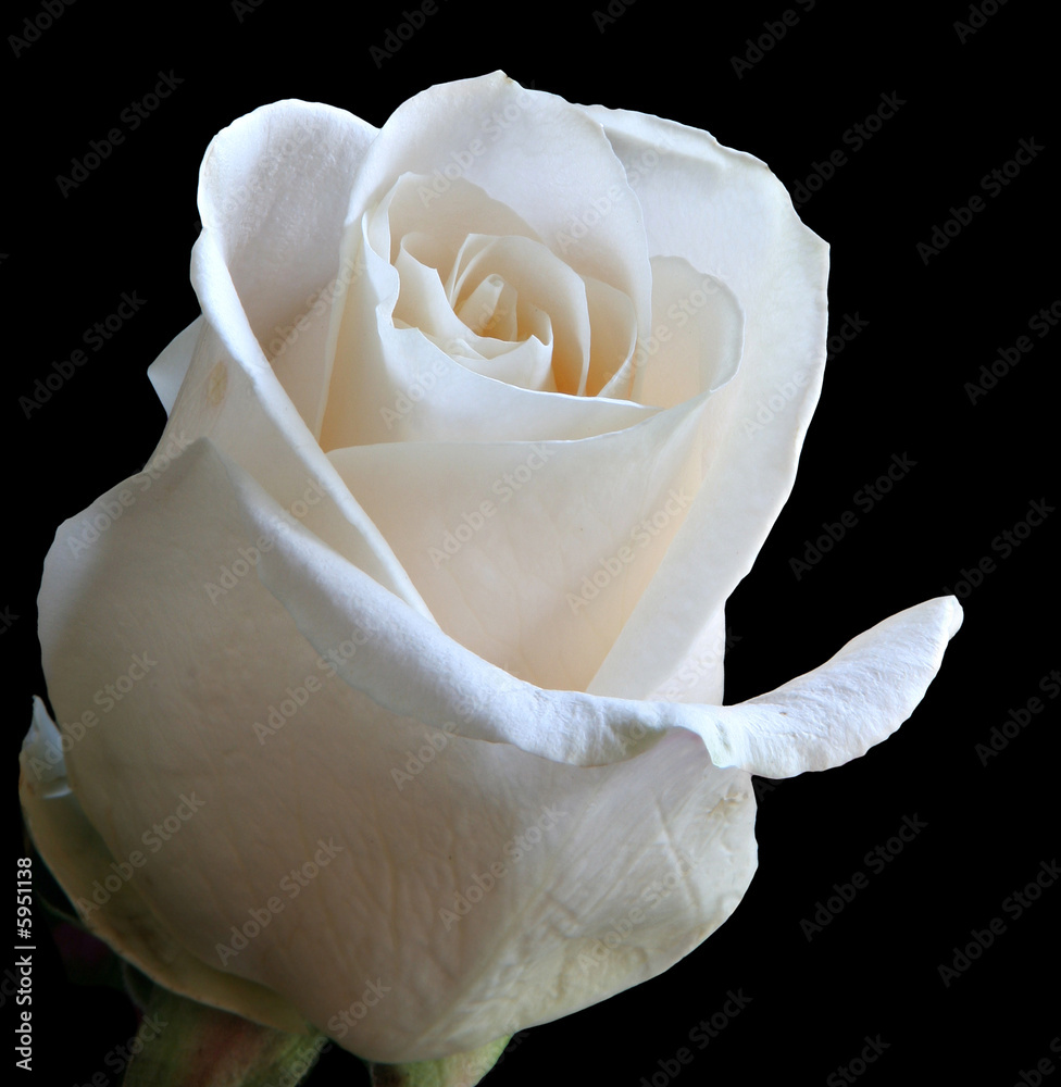 黑色上隔离的单朵白玫瑰