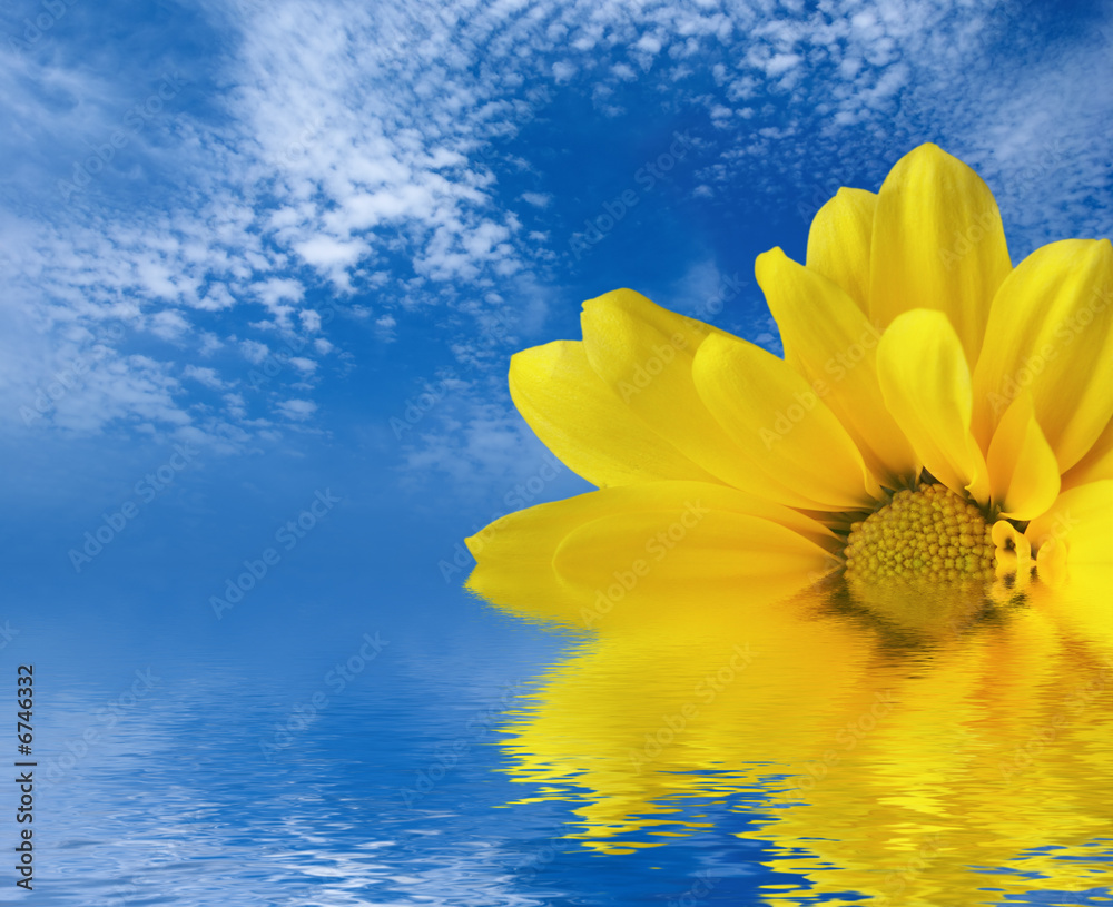 水中的黄色花朵