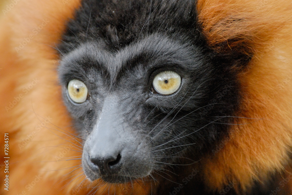 red ruffed lemur