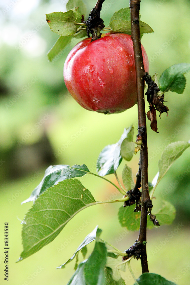花园里的红色湿苹果