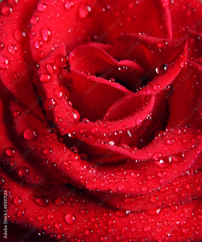 Macro of red rose with water drops