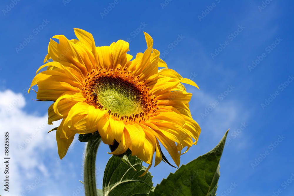 bright yellow sunflower under blue sky