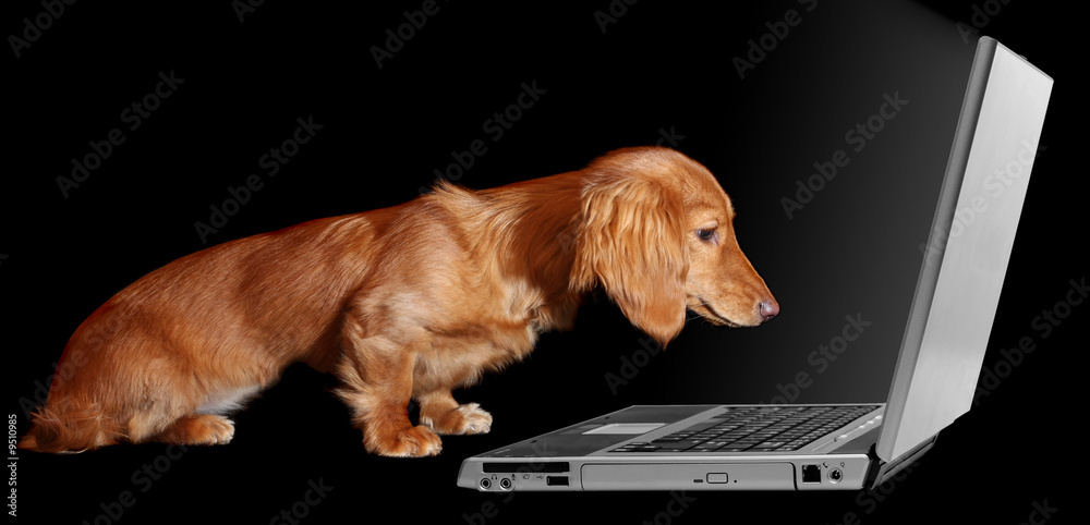 腊肠犬被笔记本电脑迷住了。