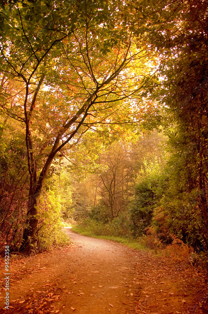 一条穿过美妙秋景的小路。