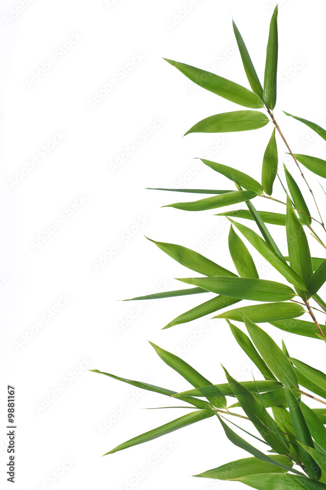 白色背景下的竹叶。