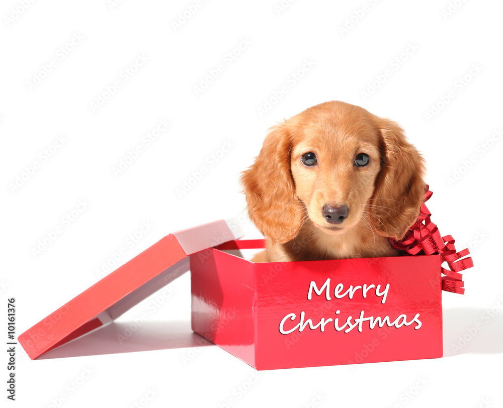 可爱的达克斯猎犬小狗装在红色圣诞礼盒里。