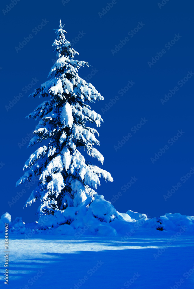 月光下寂静的夜晚，白雪覆盖的常青树。