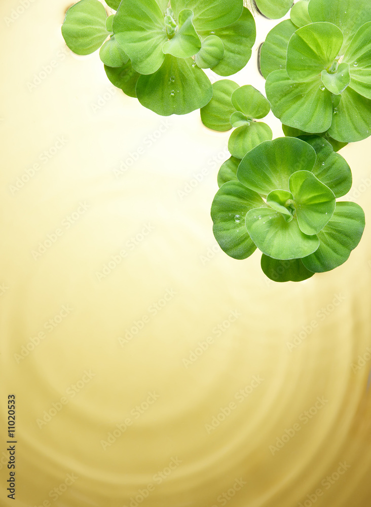 漂浮在水面上的绿色植物