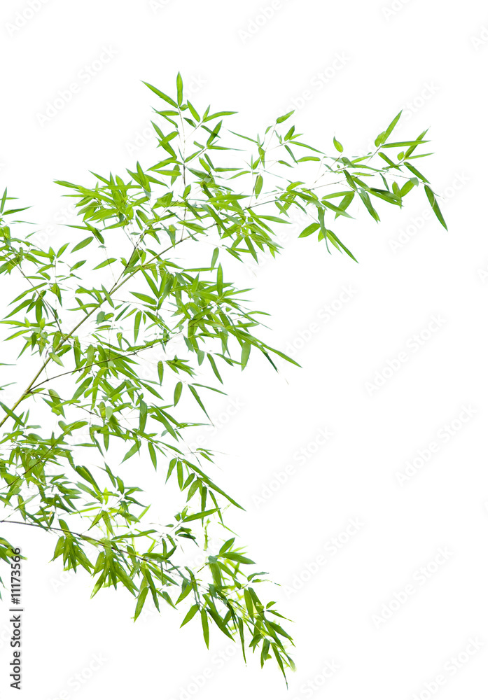 嫩枝上的嫩竹叶子被隔离在白色上