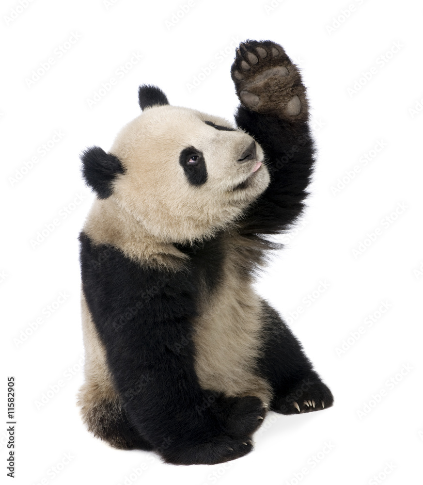 大熊猫（18个月）-大熊猫