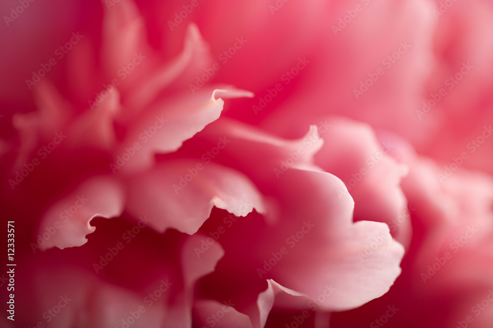 抽象粉色牡丹花