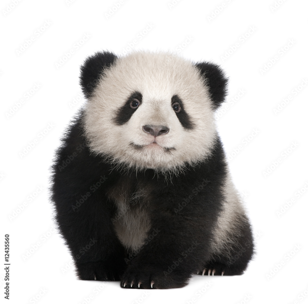 大熊猫（6个月）