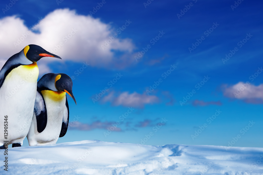 Two penguins in the snow