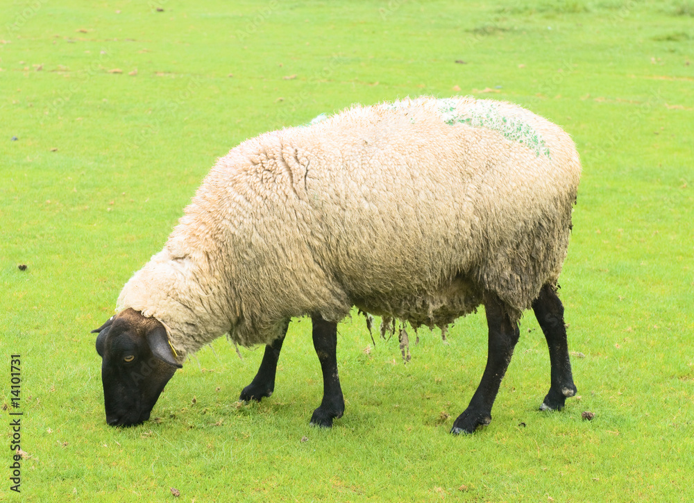 法国圣米歇尔山附近草地上的绵羊
