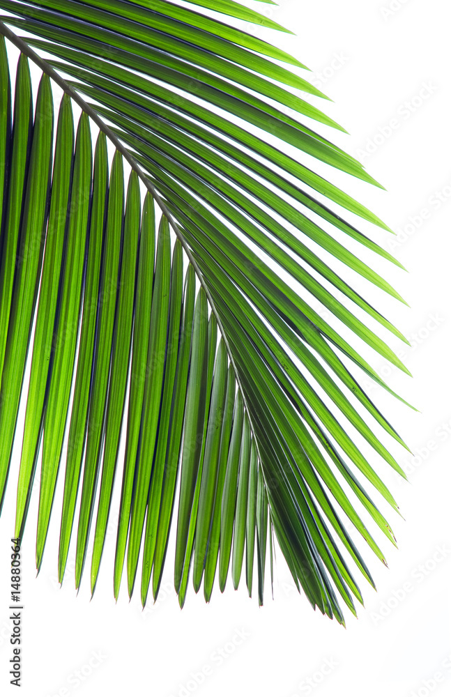 棕榈树的叶子被隔离在白色背景上