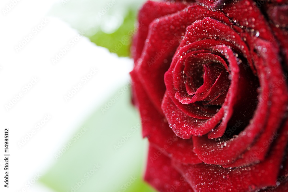 美丽的红玫瑰与水滴