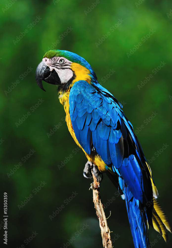 美丽的蓝黄金刚鹦鹉（Ara ararauna）