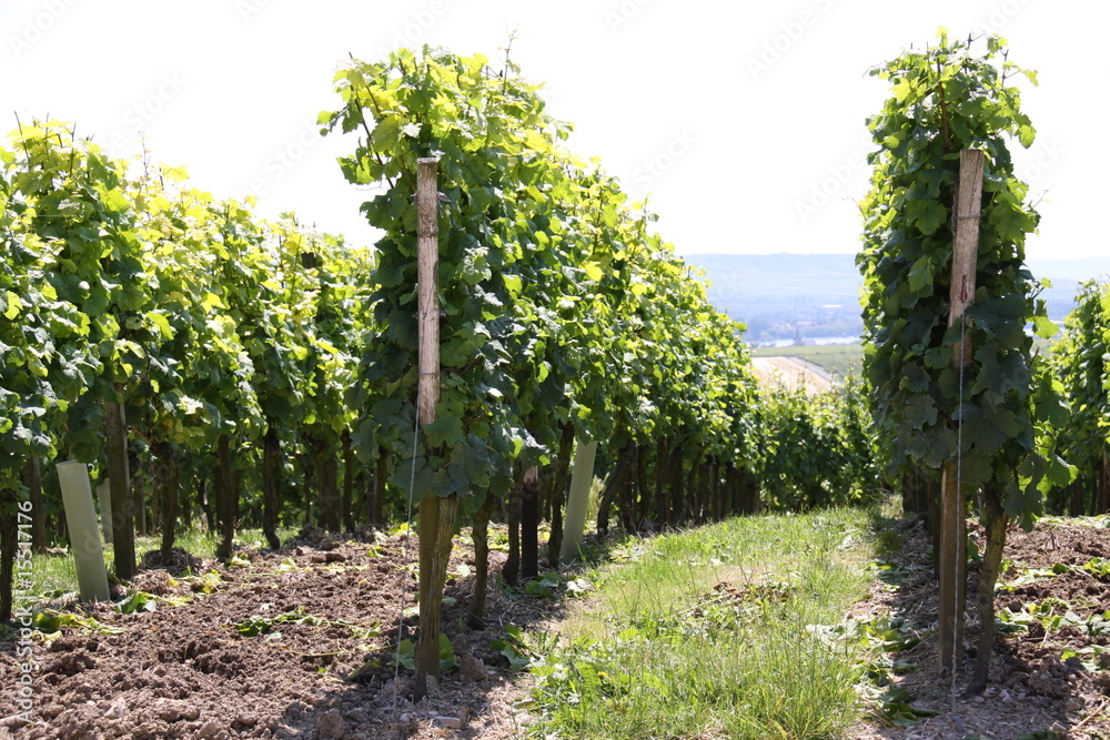 Weinanbau der Hessischen Staatsweingüter