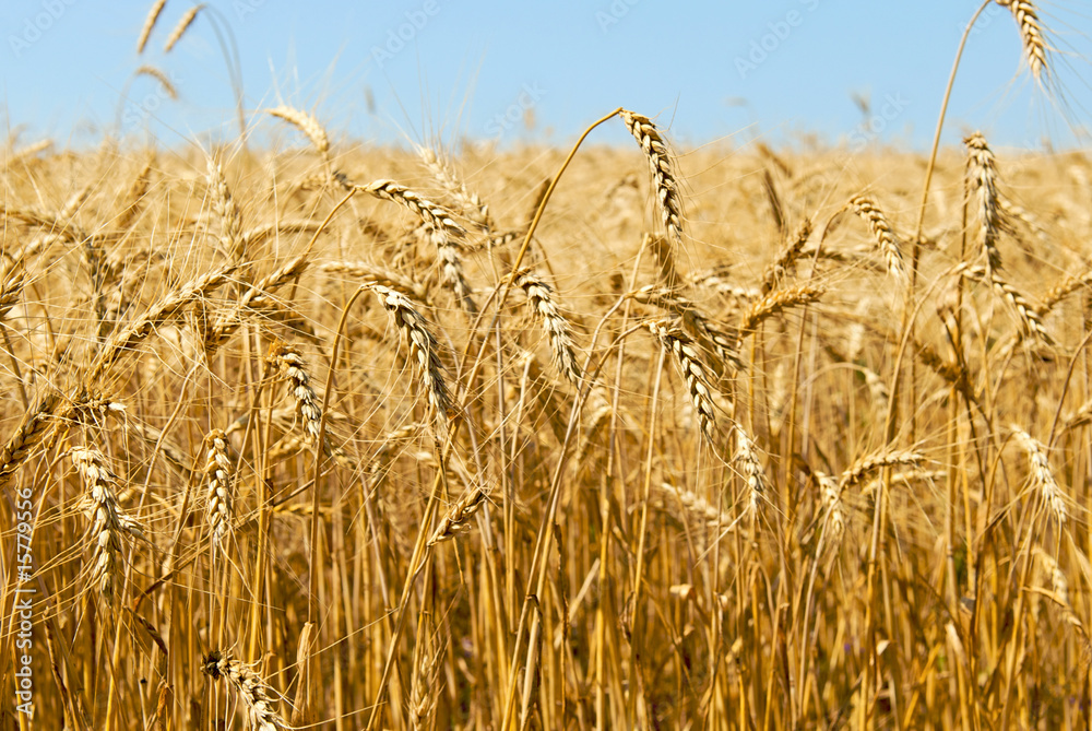 Wheat (rye) field