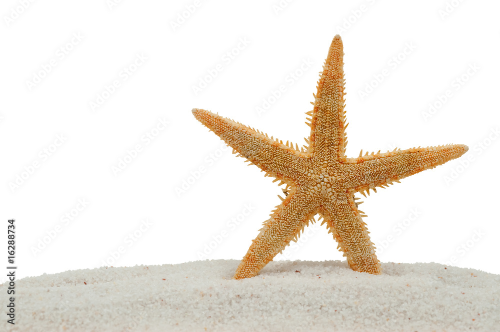 沙滩上的海星被隔离在白色