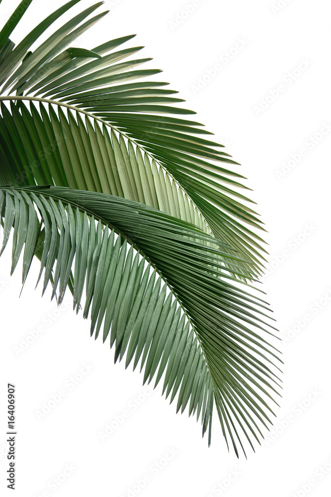 棕榈树的叶子