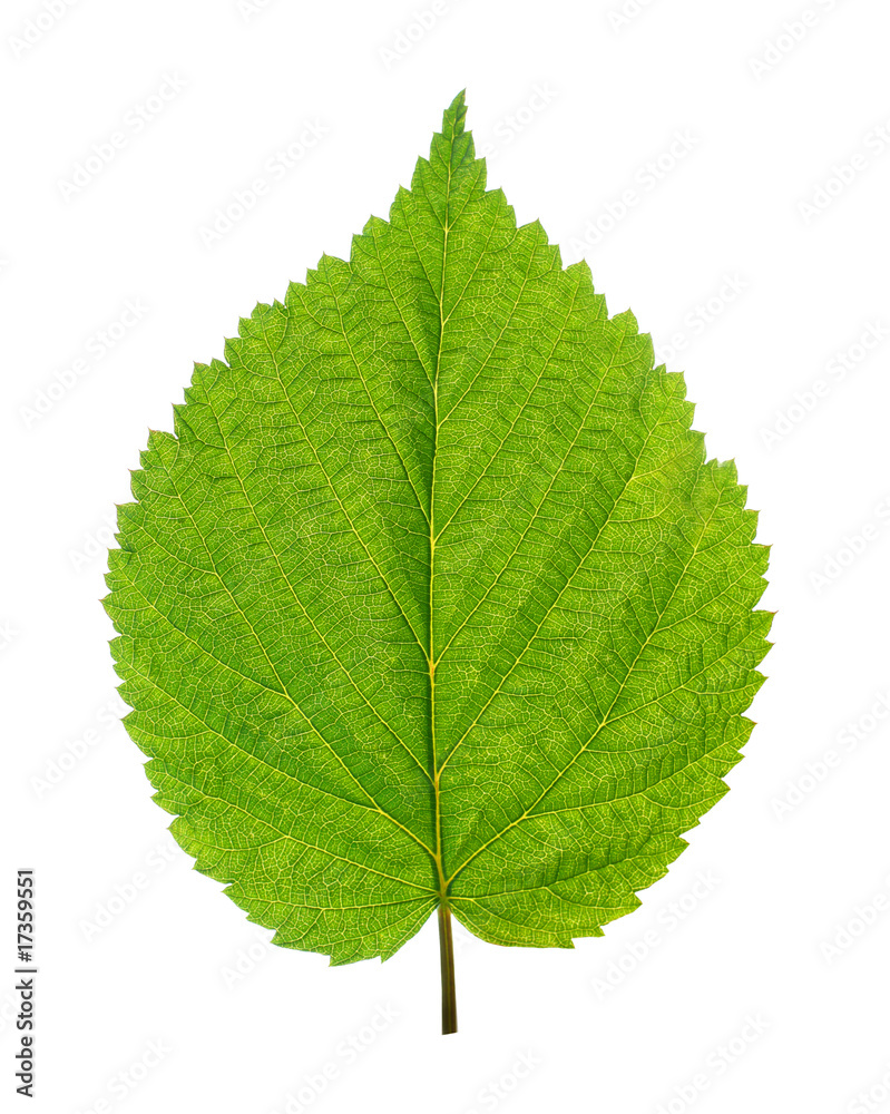 green leaf of birch tree