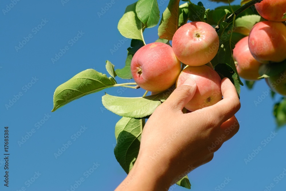 手工采摘成熟的红苹果