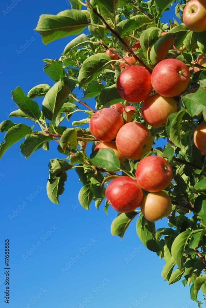 树枝上成熟的红苹果