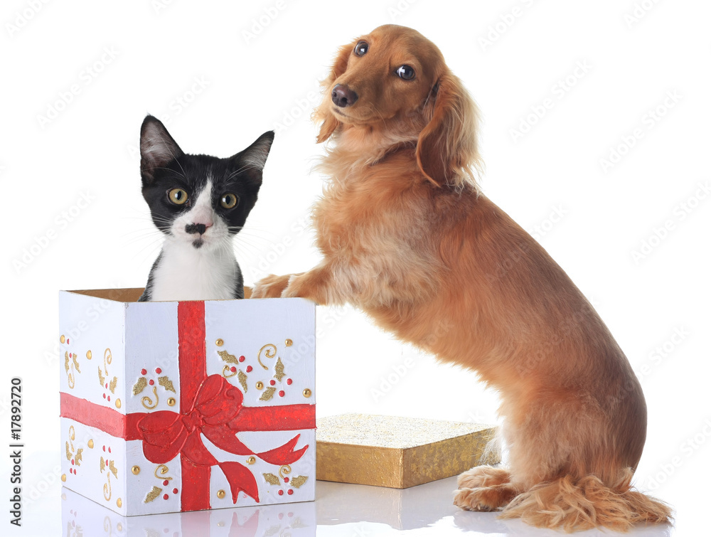小狗和小猫的圣诞礼物。