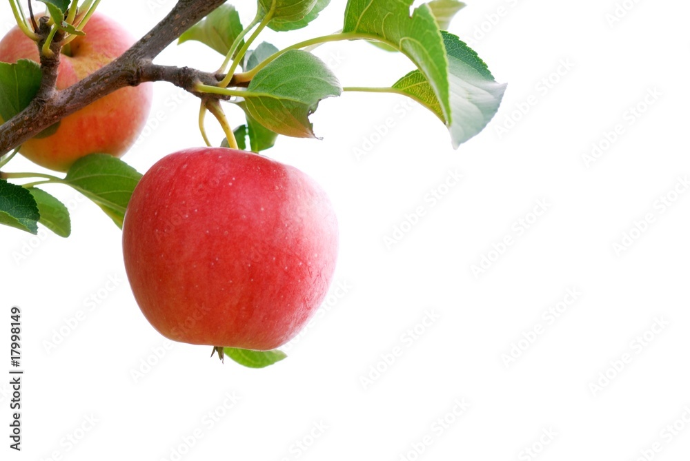 成熟的红苹果，白色上有分枝