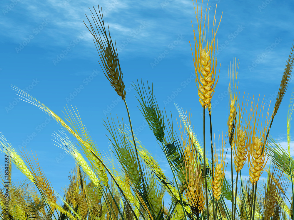 天空背景中的小麦